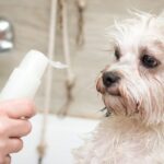 Dog shampoo sensitive skin Dog shampoo sensitive skin