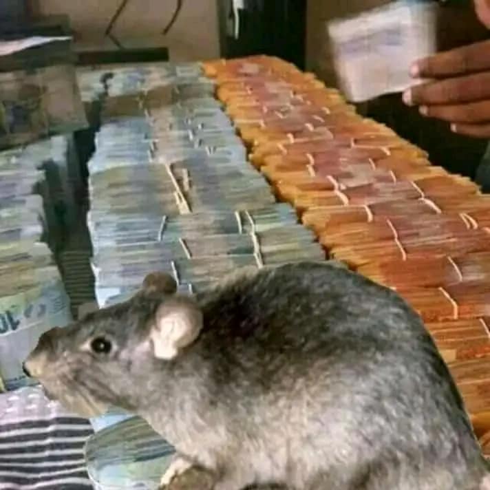 1783466329-Rats-xx.jpg 1783466329-Rats-xx.jpg